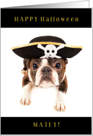Happy Hallowwen Matey with French Bulldog in Pirate Hat card