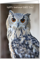 Happy National Bird Day with Closeup Photo of a Cute Owl card