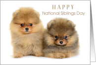Happy National Siblings Day with Two Adorable Pomeranian Puppies card