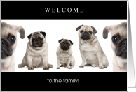 Adoption Welcome to the Family with Five Adorable Pug Dogs card