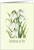 General Thinking of You White Snowdrops Watercolor Illustration card