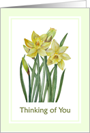 General Thinking of You Watercolor Yellow Daffodils card