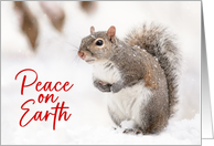 Peace on Earth Grey Squirrel in Snow Christmas Holiday Winter card