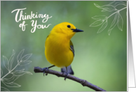 Thinking of You Blank Card Prothonotary Warber Yellow Bird Leaves card