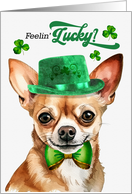 St Patrick’s Day Tan Chihuahua Dog Feelin’ Lucky Clovers card