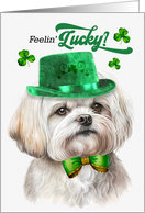St Patrick’s Day Maltese Dog Feelin’ Lucky Clovers card
