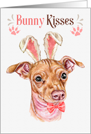 Easter Bunny Kisses Chiweenie Dog in Bunny Ears card