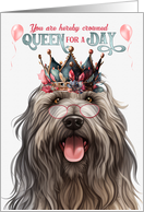 Birthday Bergamasco Dog Funny Queen for a Day card