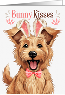 Easter Bunny Kisses Berger Picard Dog in Bunny Ears card
