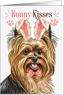 Easter Bunny Kisses Biewer Terrier Dog in Bunny Ears card