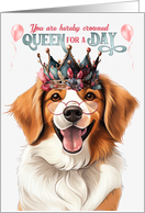 Birthday Kooikerhondje Dog Funny Queen for a Day card