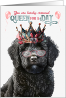 Birthday Black Labradoodle Dog Funny Queen for a Day card