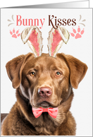 Easter Bunny Kisses Chesapeake Bay Retriever Dog in Bunny Ears card