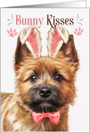 Easter Bunny Kisses Norwich Terrier Dog in Bunny Ears card