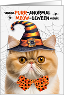 Orange Exotic Shorthair Halloween Cat PURRanormal MEOWolween card
