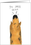 You Smell Older Alsatian Dog Birthday card