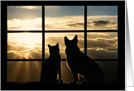 Congratulations New Homes Pets Looking out Window Sunset Cute card
