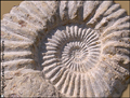 ammonite,prehistoric,fossil,nautilus,jurassic,mesozoic,
