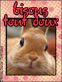 bisous,gros bisous,smack,bisous tout doux,lapin,