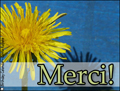 merci,dandelion,thanks,french,fleur,