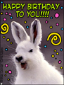 happy birthday to you,birthday,funny animal,funny, hare,bunny,rabbit, bday,