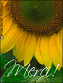 merci,tournesol,sunflower,thanks,french,fleur,