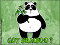 got bamboo,bamboo,panda,bear,asia,green,veggie,vegitarian,china,