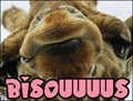 bisous,gros bisous,smack,girafe,