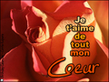 je t'aime,coeur,rose,joyeux valentine, l'amour, la saint valentin,