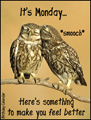 monday, everyday, owl, smooch, funny