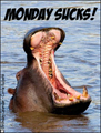 monday, everyday, funny, sucks, hippo