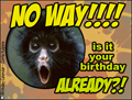 birthday, funny, monkey, another year older, b-day, happy birthday, funny, humor, bday,