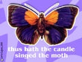 butterfly purple, moth, any occasion, all occasions, notecard, note, note card, blank, thinking of you, hi, hello