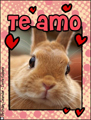 te amo,conejito,gazapo,gazapillo,amor,mi amor,