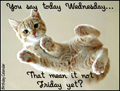 wednesday, everyday, funny, kitty, cat,