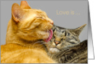 Kitty Love Affection card