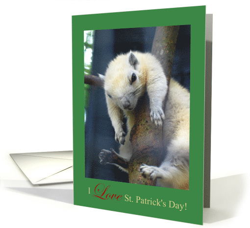 White Squirrel Hang Over in Tree St. Patrick's Day card (1252426)