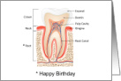 Tooth Root Humor Birthday for Endodontist card