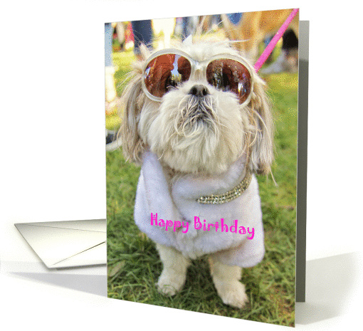 Dressed up Glamor Pooch Shih Tzu Dog Birthday card (1285436)