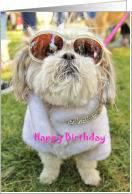 Dressed up Glamor Pooch Shih Tzu Dog Birthday card