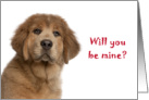 tibetan mastiff Be mine Valentine card