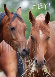 Hey Arabian Horses Good Friends Bad Manners Gossip