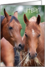 Hey Arabian Horses Good Friends Bad Manners Gossip card