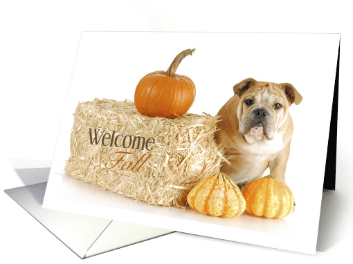 English Bulldog Welcome Fall Pumpkins & Hay Bale card (1316028)