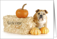 English Bulldog Welcome Fall Pumpkins & Hay Bale card