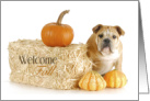 English Bulldog Welcome Fall Pumpkins & Hay Bale card