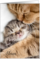 Mom Cat and Kitten Hugs for Mother’s Day card