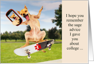 Skateboard Chihuahua Selfie Sage Advice at College card