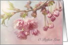 O Perfect Love Hymn Blush Cherry Blossoms Bokeh Photograph card