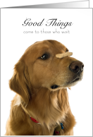 Patient Golden Retriever Dog Trick Treat Bone Encouragement card